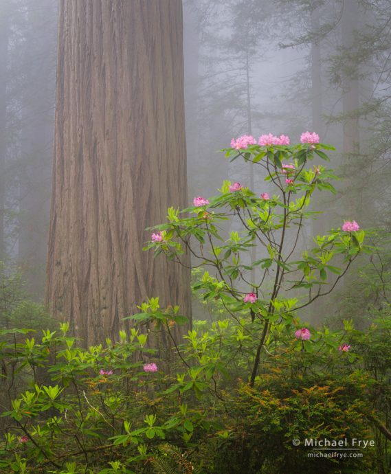 21. Redwood and rhododendron in the fog, northern California