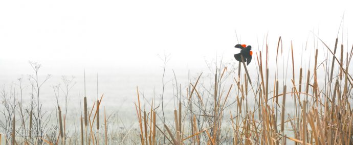 3. Reeds and red-winged blackbird, San Joaquin Valley, California