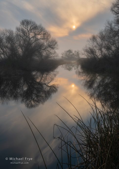 4. Reeds and cottonwoods, San Joaquin Valley, California