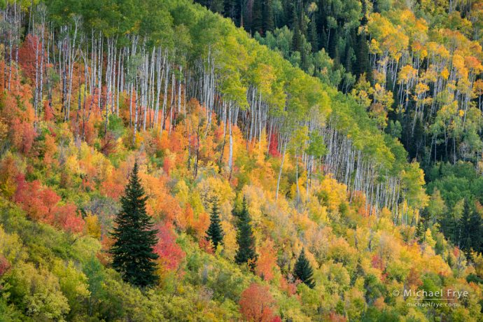 28. Autumn kaleidoscope, Manti-La Sal NF, Utah