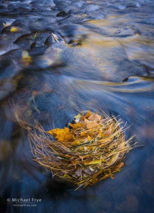 34. Leaf stack in the Merced River, Yosemite NP, California