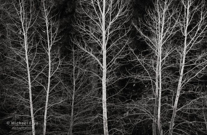 37. Cottonwood trees, winter, Yosemite NP, California