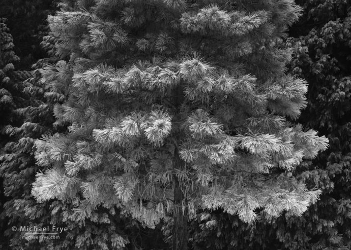 Frosted pine, Yosemite NP, CA, USA