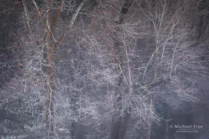 Frosted cottonwood trees, Yosemite NP, CA, USA