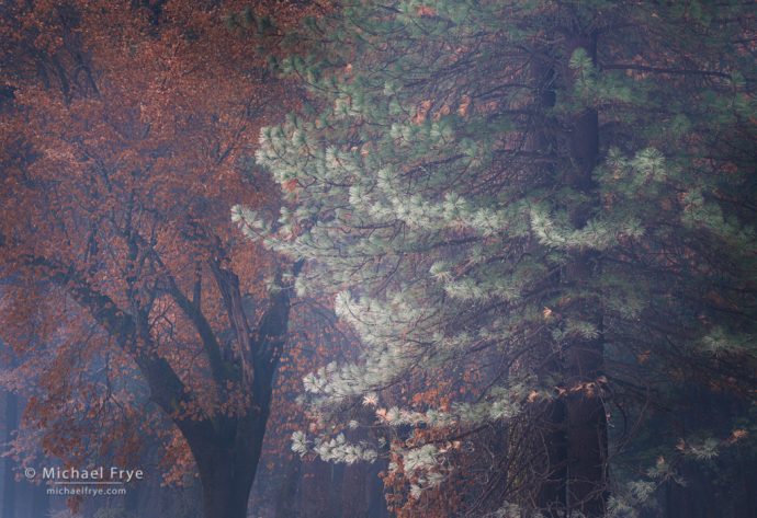 38. Oak and frost-tipped ponderosa pine, Yosemite NP, California