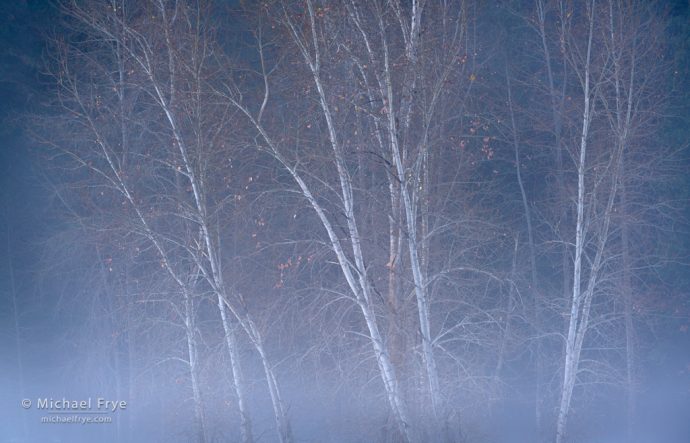 Cottonwoods and mist, Yosemite NP, CA, USA