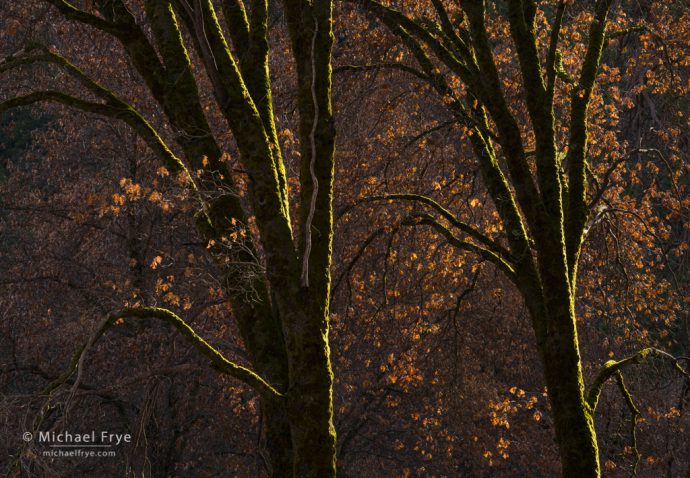 Mossy oaks, Yosemite NP, CA, USA