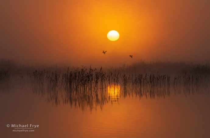 42. Pintails at sunrise, San Joaquin Valley, California