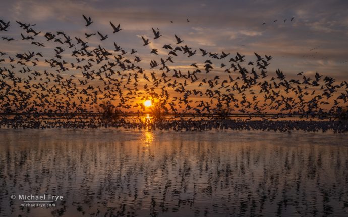 43. Ross's geese taking flight at sunset, San Joaquin Valley, California