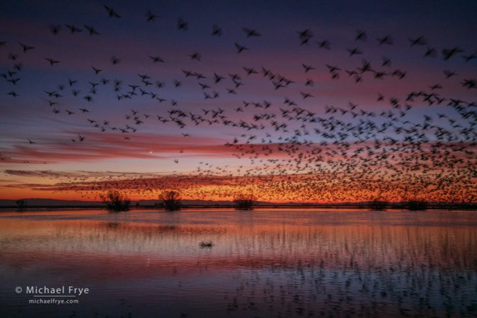 44. Ross's geese and crescent moon at sunset, San Joaquin Valley, California