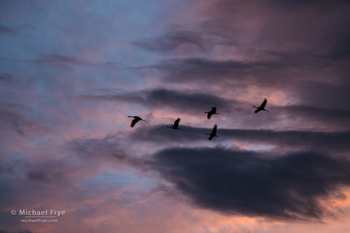 9. Sandhill cranes at sunset, San Joaquin Valley, California