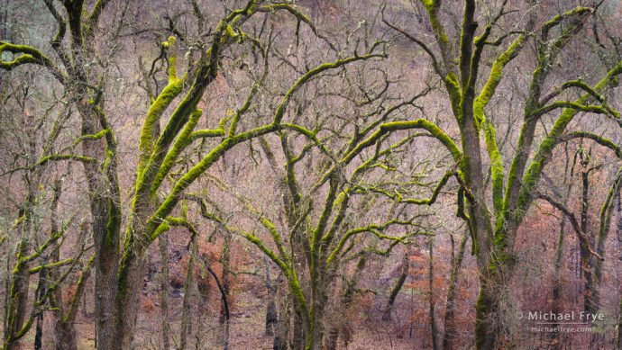 1. Mossy oaks, Mariposa County, CA, USA