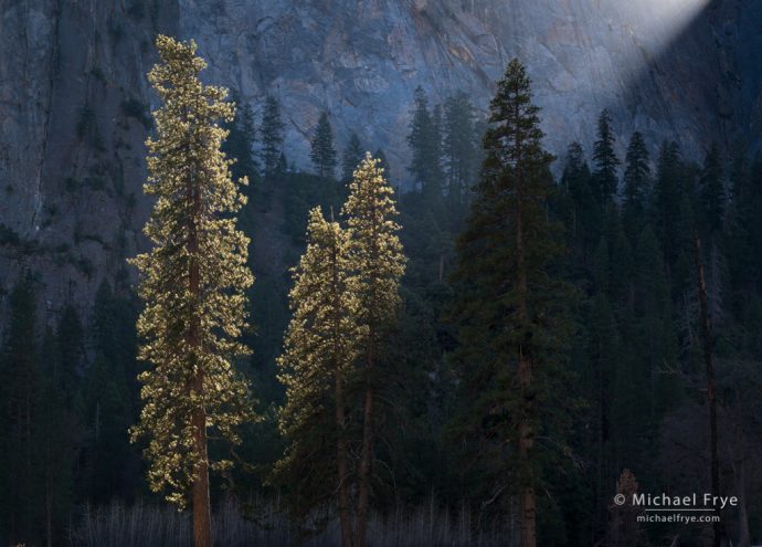 Backlit ponderosa pines, Yosemite NP, CA, USA