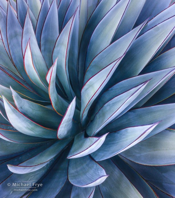 Agave, Rancho Mirage, California, USA