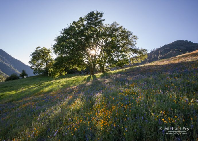 Poppies, lupines, and oaks, late afternoon, Sierra Nevada foothills, CA, USA