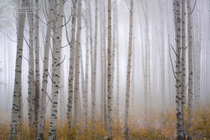 Aspens in fog, White River NF, CO, USA