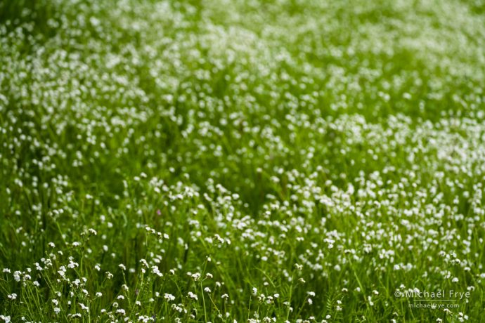 To use the quick-and-dirty method you first focus on the closest thing to the camera – in this case, the flowers in the lower-left corner.