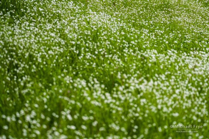 Next you focus on the farthest thing from the camera – here, the flowers in the Lightroom corner.