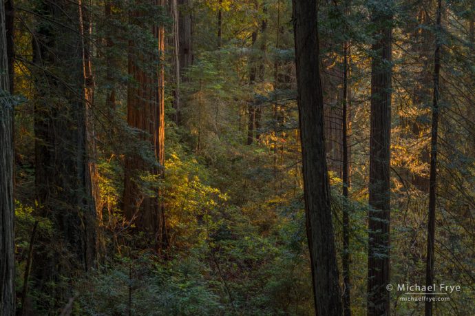 Late-afternoon light in a redwood forest, Northern California, USA