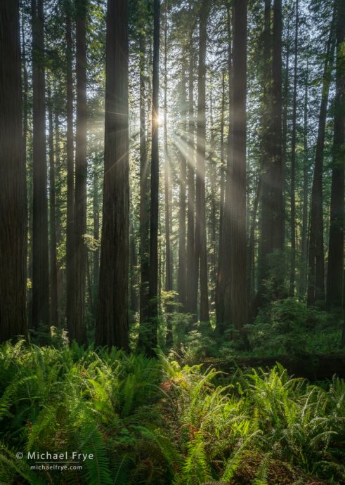 Redwoods, ferns, and sunbeams, northern California, USA