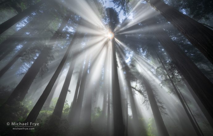 Sunbeams in a redwood forest, northern California, USA