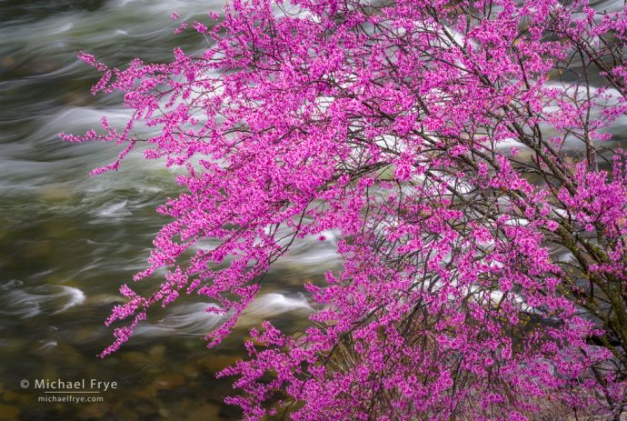 Redbud above a rapid in the Merced River, CA, USA