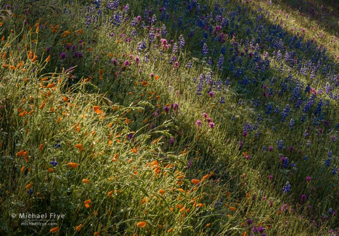 Sunlight, shadows, and wildflowers, Mariposa County, CA, USA