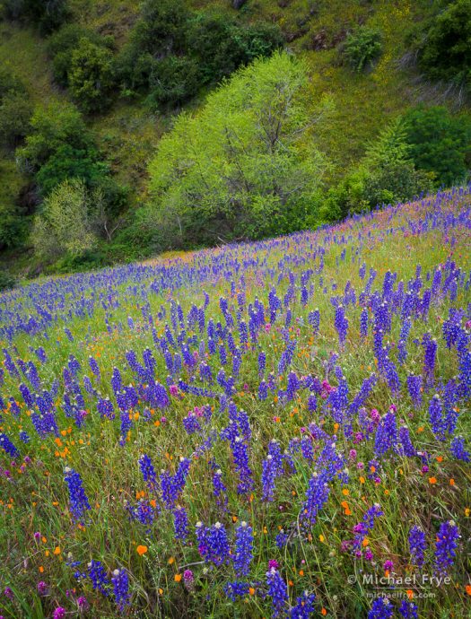 Lupines, poppies, and owl's clover, Mariposa County, CA, USA