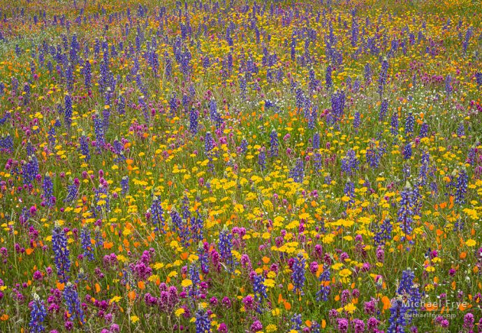 Spring colors, Mariposa County, CA, USA