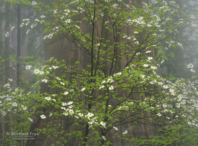 Dogwood and giant sequoia in the fog, Sierra NF, CA, USA