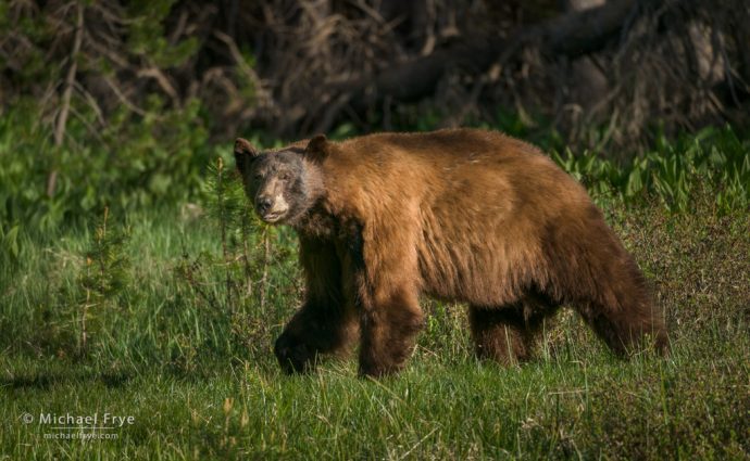 Cinnamon black bear, Yosemite NP, CA, USA