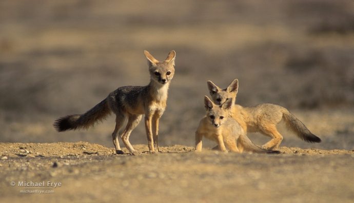 San Joaquin kit foxes, San Joaquin Valley, CA, USA