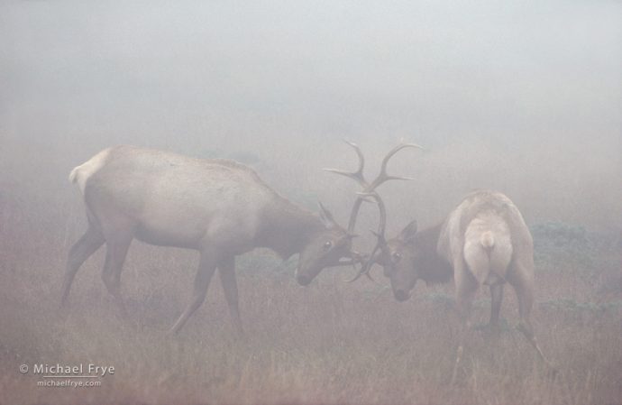 Tule elk bulls in fog, Pt. Reyes National Seashore, CA, USA