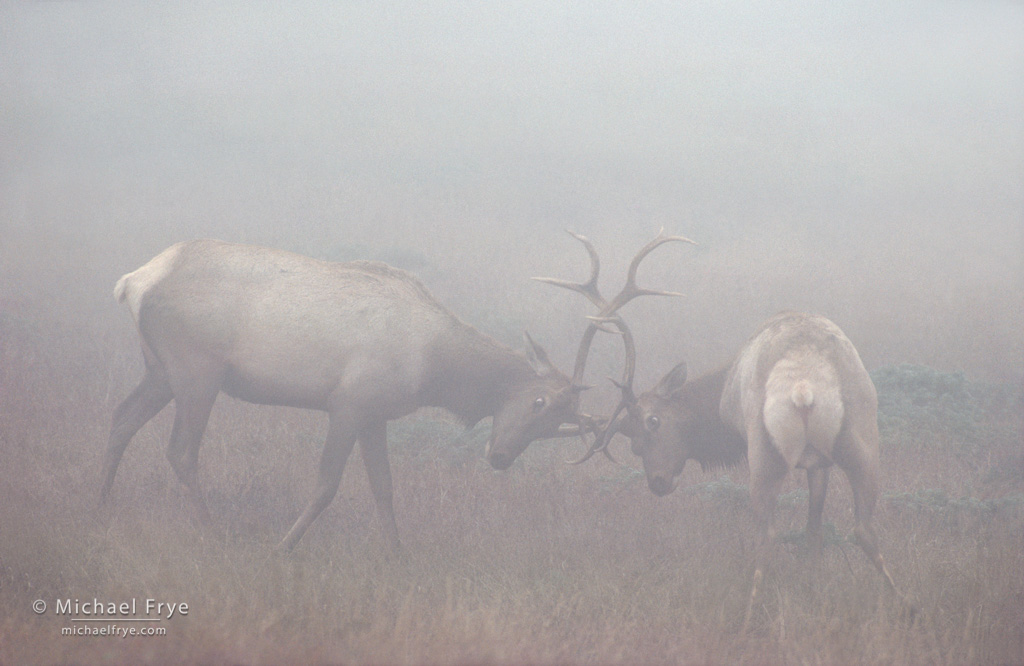 From the Archives: Tule Elk in Fog