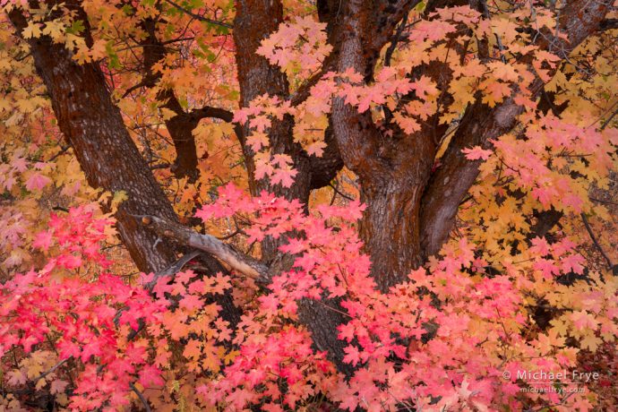 Bigtooth maple, northern Utah, USA