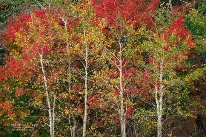 Aspens and bigtooth maples, northern Utah, USA