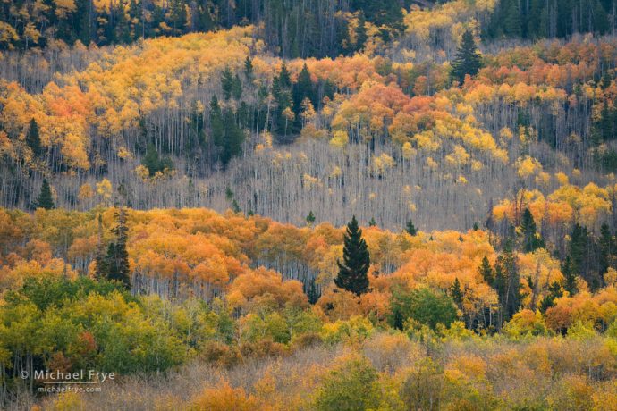 Aspen-covered hillside, northern Utah, USA