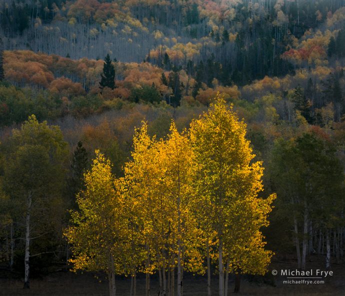 Backlit aspens, northern Utah, USA