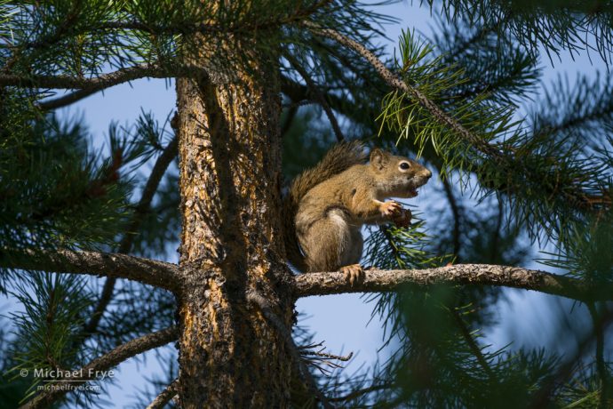 Red squirrel chattering, northern Utah, USA