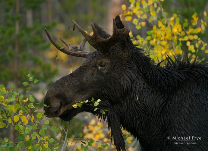 Bull moose eating aspen leaves, northern Utah, USA