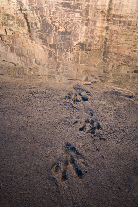 Beaver tracks emerging from the Green River, Dinosaur National Monument, Colorado, USA