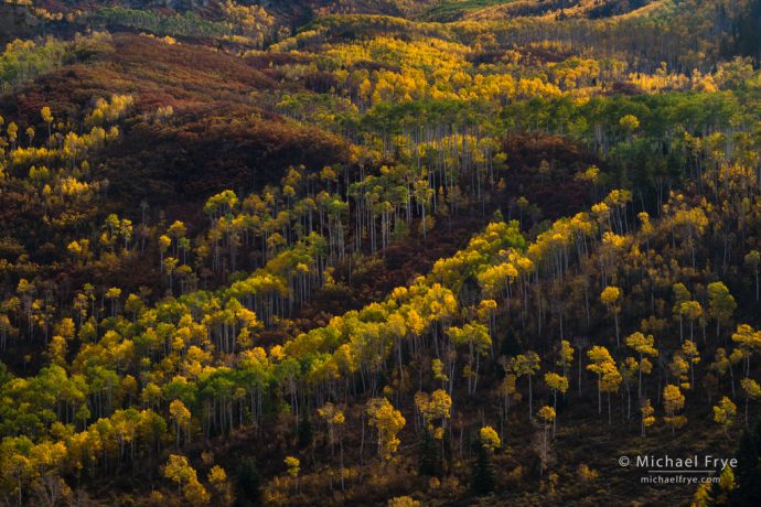 Autumn hillside with aspens and oaks, White River NF, CO, USA