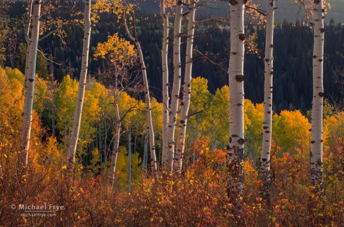 Oaks and aspens, last light, White River NF, CO, USA