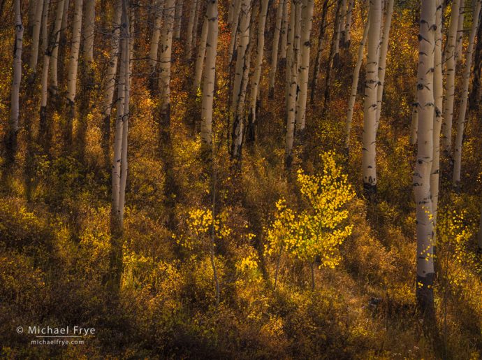 Aspen understory, White River NF, CO, USA