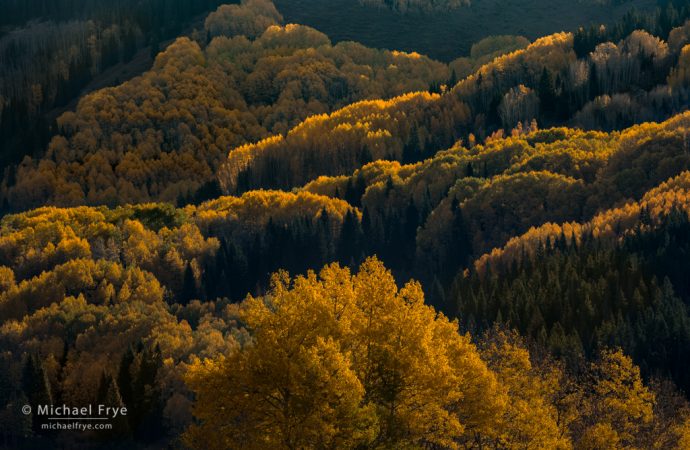 Aspen-covered hillsides, White River NF, CO, USA