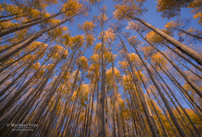 Aspen canopy, White River NF, CO, USA