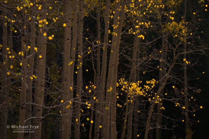 Forest glow, White River NF, CO, USA