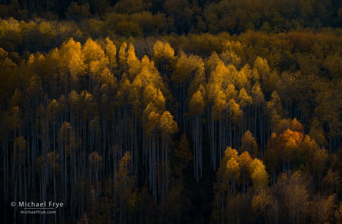 First light on aspens, Grand Mesa-Uncompahgre-Gunnison NF, CO, USA