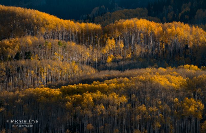 Morning light on aspens, Grand Mesa-Uncompahgre-Gunnison NF, CO, USA