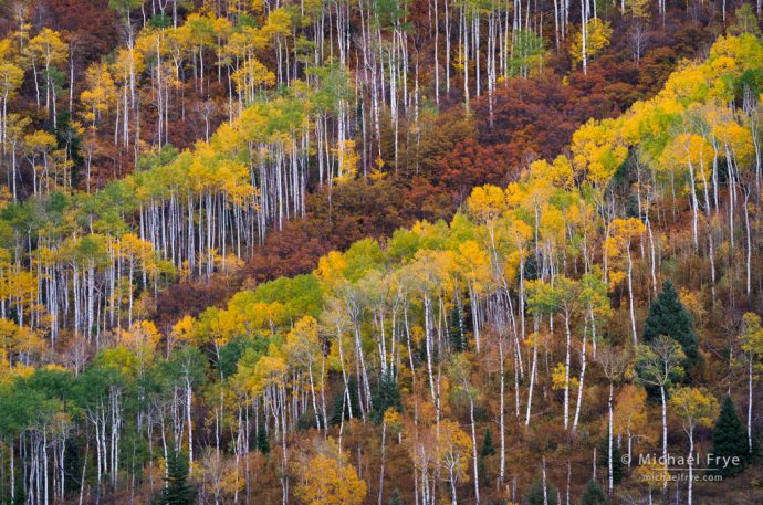 Aspens and oaks, Colorado, USA